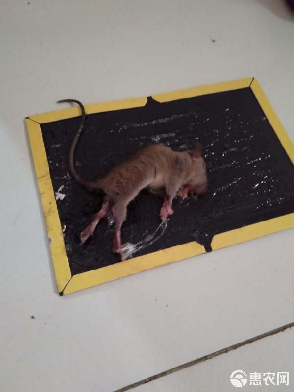 捕鼠能手 強(qiáng)力粘鼠板，家庭滅鼠的隱形衛(wèi)士